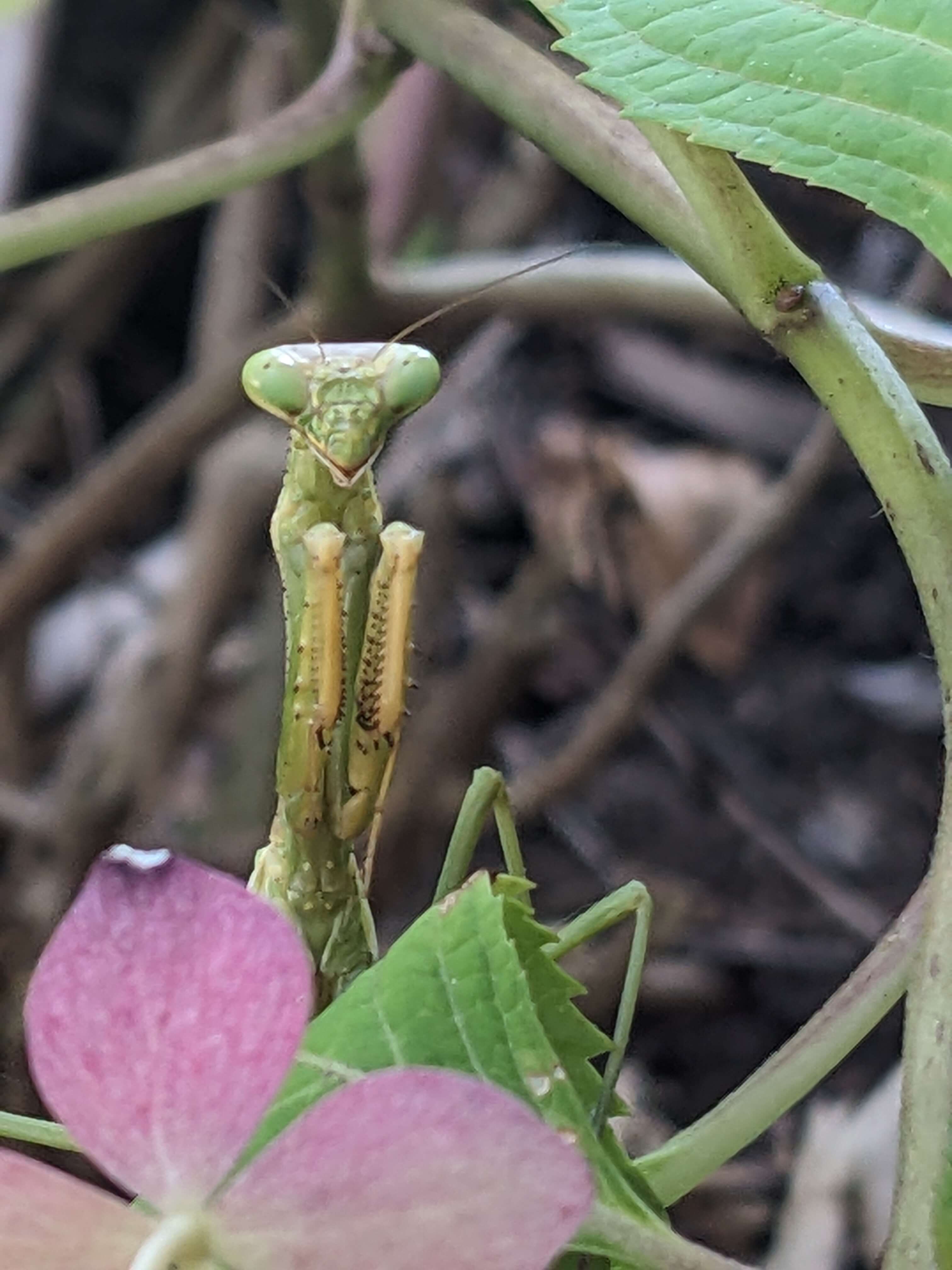mantis.jpg